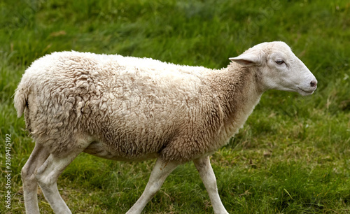 Foto White sheep standing in green grass pasture livestock farm animal