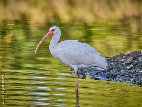 Konstfotografi American white ibis Eudocimus albus standing in the water or pond or lake with b