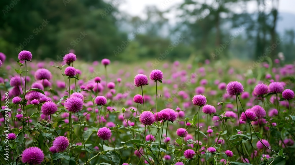 Obraz premium A field of vibrant pink globe amaranth flowers swaying gently in a lush green meadow under soft natural light