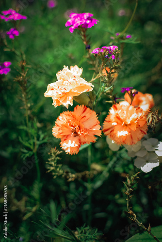 Фотография Delicate peach and orange double garden carnations with red-edged petals bloomin