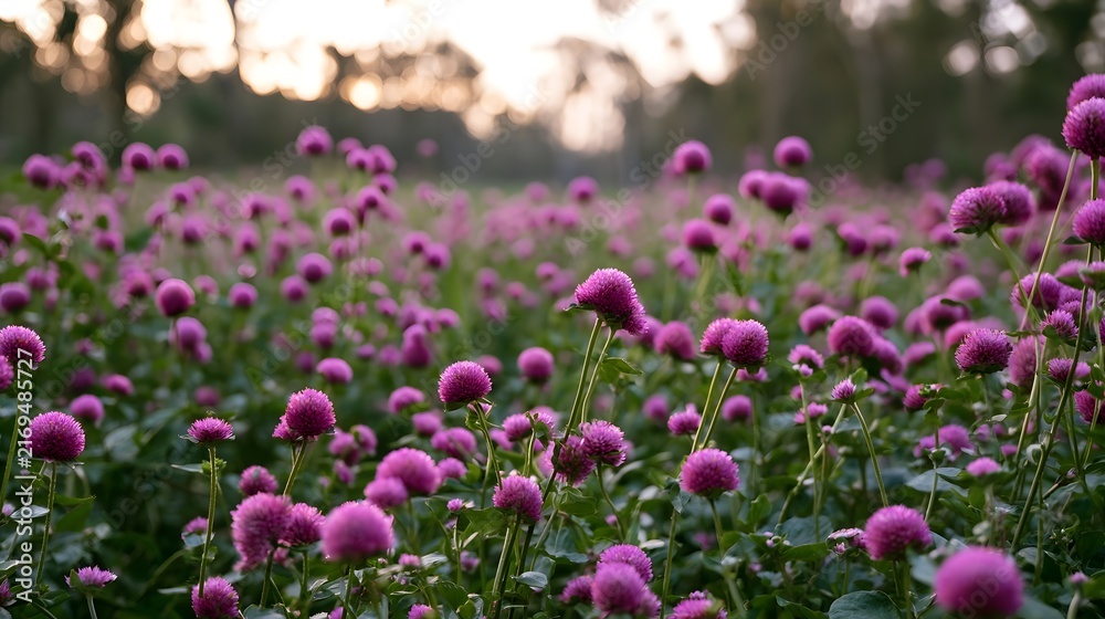 Obraz premium A field of vibrant pink globe amaranth flowers swaying gently under soft golden light at dusk