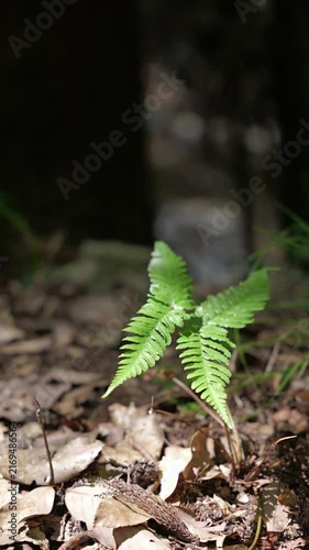 Young Fern Illuminated by Dappled Sunlight on a Quiet Forest Floor, Nature Growth Vertical Video