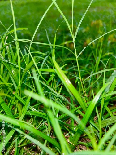 Grass after the rain