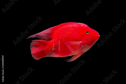 Konstfotografi Blood red parrot cichlid fish isolated on solid black background for aquarium design