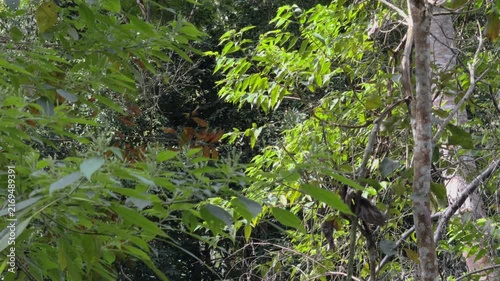 Dark Monkey Leaping Through Forest Canopy in Slow Motion