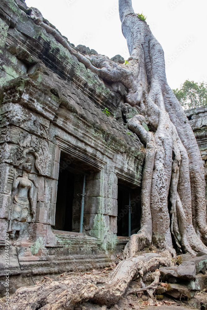 Obraz premium temple de Ta Prohm, complexe d'Angkor, Siem Reap, Cambodge