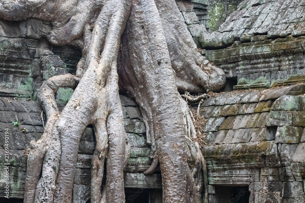 Fototapeta premium temple de Ta Prohm, complexe d'Angkor, Siem Reap, Cambodge