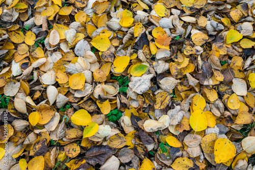 Top view of yellow and brown autumn leaves covering ground natural background texture