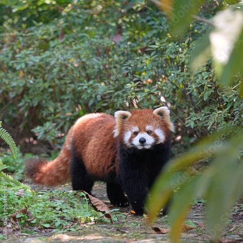 the lost red panda in the wild walking around, peeking cute panda from the bushes