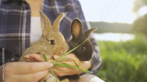 A woman holds two rabbits gently in her hands. The rabbits appear relaxed as the woman offers them grass in a serene outdoor setting.