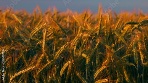 A wheat field in the rays of the setting sun, illuminating the golden ears, Harvest season. agricultural field landscape in slow motion