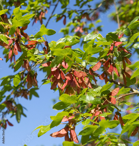 Acer monspessulanum