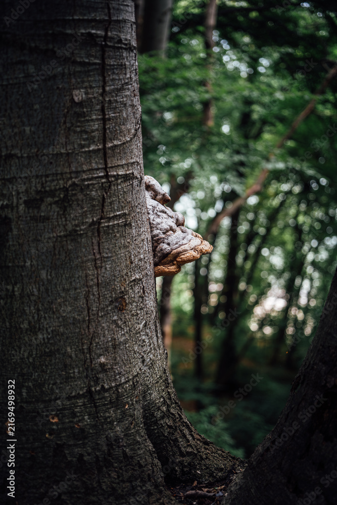 Obraz premium Close-up of a Mushroom Growing on a Tree Trunk in a Lush Green Forest 