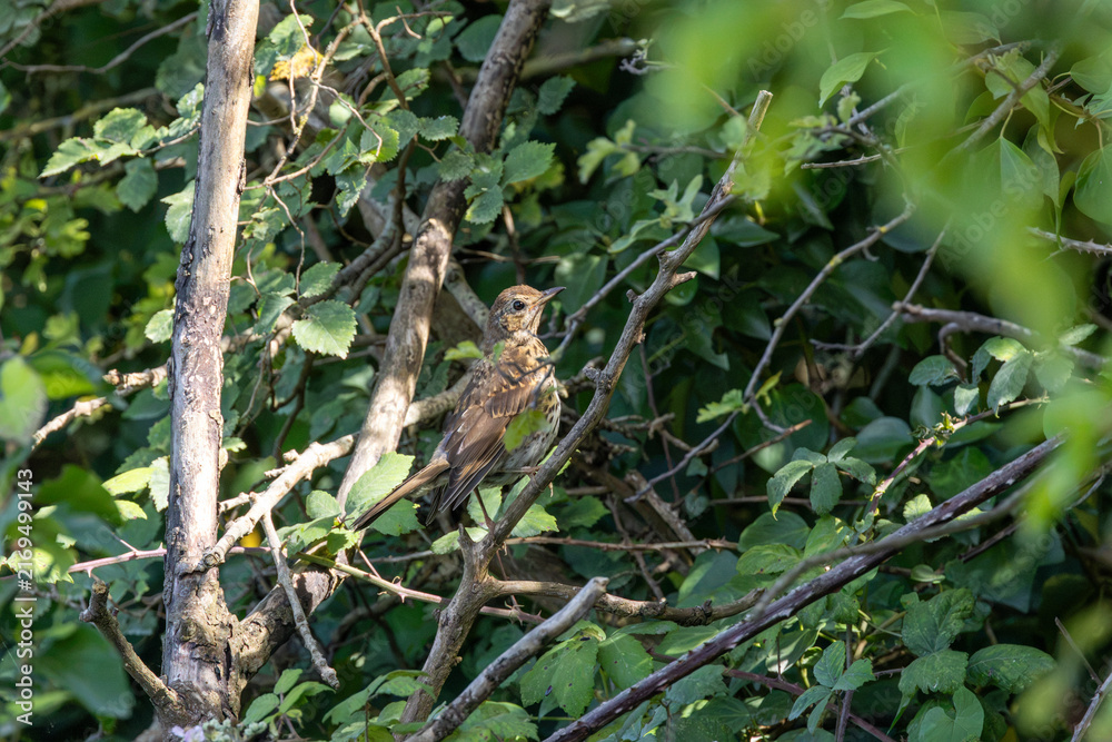 Fototapeta premium Juvenile song thrush perched in a hedgerow
