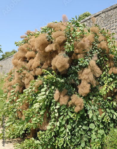 Принти на полотні Cotinus coggygria
