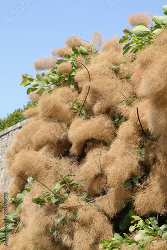 Konstfotografi Cotinus coggygria