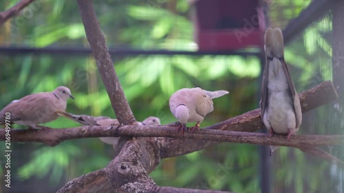 a small group of birds on a tree, barbary doves on a branch, doves stand on branch and looking around inside the cage