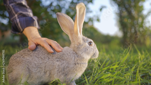 A rabbit is calmly resting in the grass while a hand gently strokes its fur. The hand shows care, creating a tranquil moment between the rabbit and the hand.