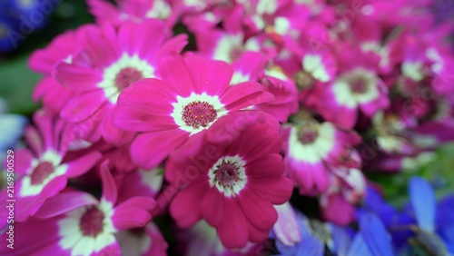 close up pink flowers in the garden, full bloom pink flower during spring season