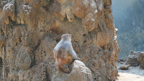 monkey hiding between rocks from its group, back portrait of monkey in the zoo