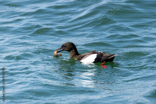 Photography Adult black guillemot swimming with fish