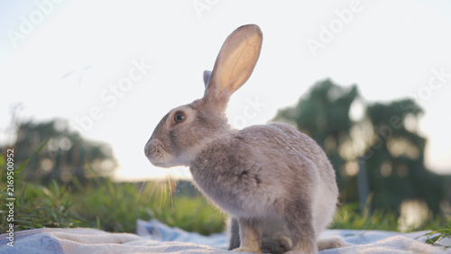 A rabbit sits on a blanket in the park, enjoying the warm sun. The rabbit gently explores the grass in the park while basking in the soft sun.