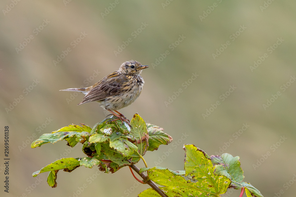 Fototapeta premium Meadow pipit perched close up