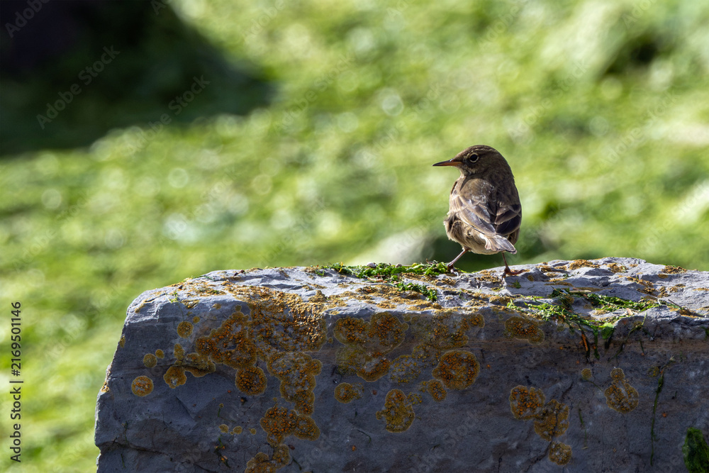 Fototapeta premium Rock pipit on a lichen-covered rock