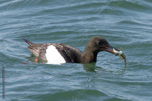 Photography Adult black guillemot with fish