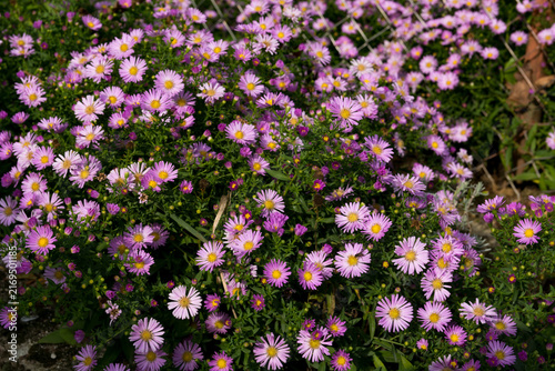 Dense bush of blooming purple aster flowers in a sunny autumn garden
