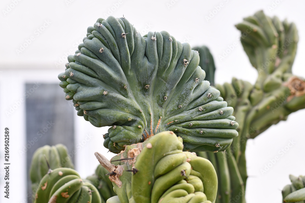 Obraz premium Crested Myrtillocactus Geometrizans, also called Blue Myrtle Cactus showing its sculptural crest form