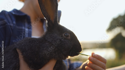 A farmer gently holds a rabbit in their hand while offering it food. The farmer and the rabbit share a calm moment in a natural outdoor setting.