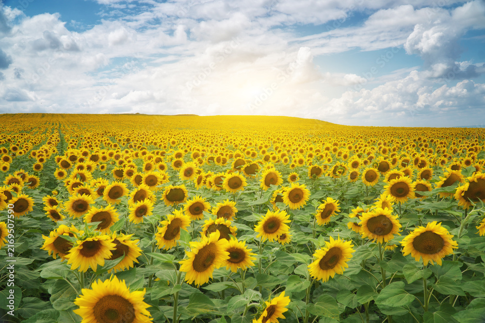 Obraz premium Vibrant yellow sunflowers bloom in a vast field stretching to the horizon under a bright cloudy sky. Countryside agricultural landscape