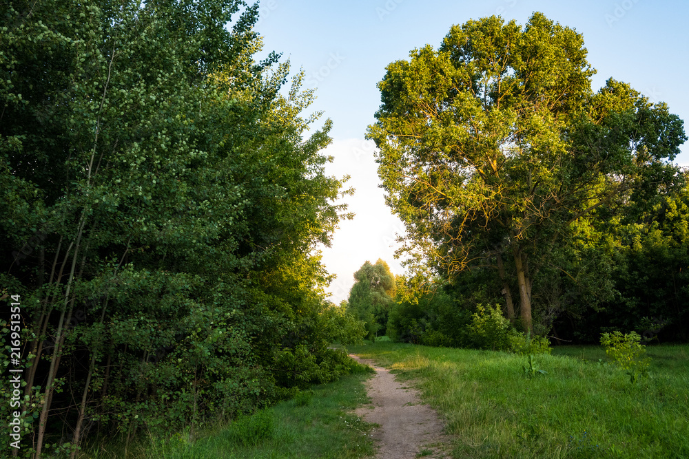 Fototapeta premium A winding dirt path leading through a green meadow between tall trees under a clear sky. The warm sunlight filtering through the foliage creates a peaceful rural summer landscape.