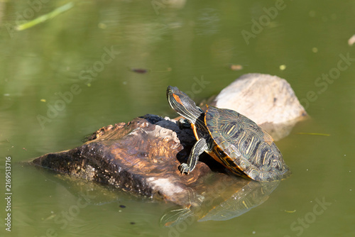 Bild auf Leinwand Red-eared slider turtle basks in the sun by a pond