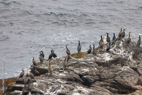 Bild auf Leinwand A seal and a ringed seal lie on the rocks, with cormorants perched nearby