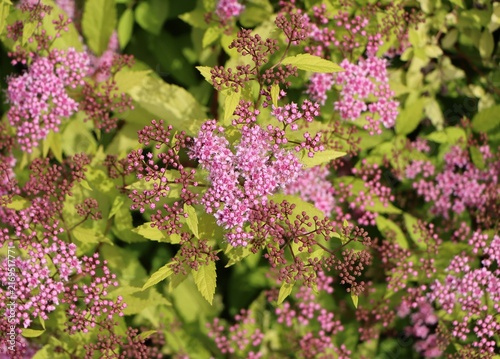 Spiraea japonica (Japanese spiraea) blooming in a garden