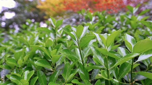 fresh green leaves growing in the park during spring season, close up of greenary background