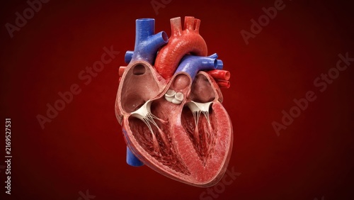 Fototapeta kuchenna Human heart internal anatomy with valves and chambers cutaway