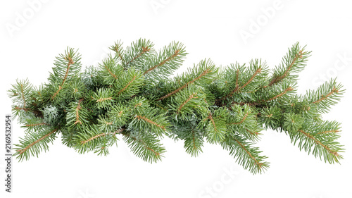 Green pine fir tree branch creating a natural christmas decoration with transparent background element