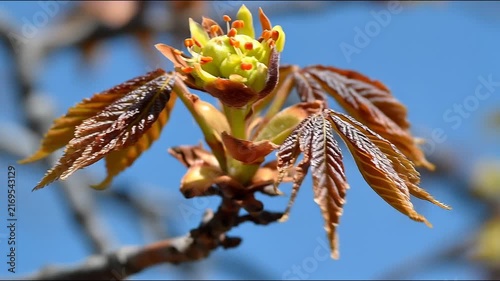 Close-up of a budding tree branch with fresh brown leaves and yellow-green flower buds against a blue sky.