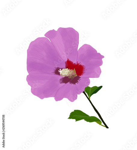 Rose of Sharon draw