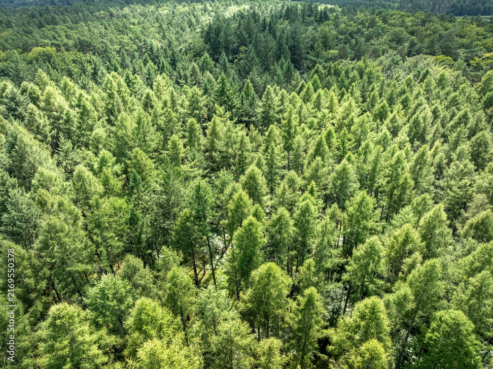 Naklejka premium Summer view from above of Poland's endless green forest.
