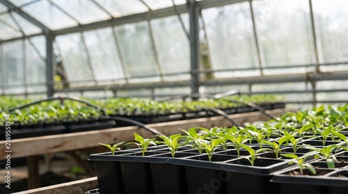 Green seedlings growing in trays inside a commercial greenhouse