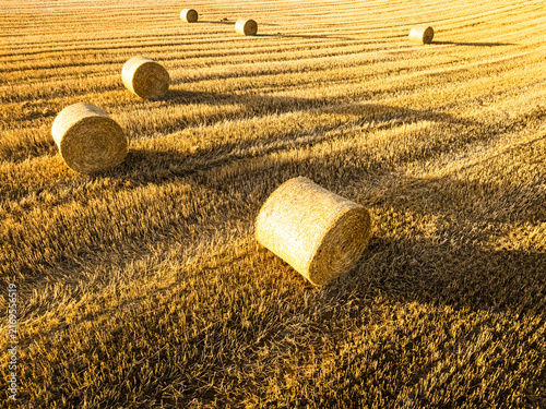 Quadro su tela Overhead view of golden hay sheaves in a Polish field.