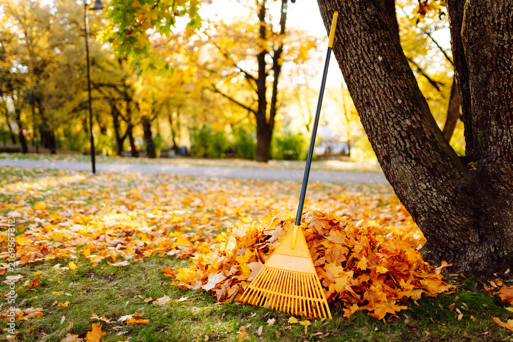 Obraz premium A rake stands upright in a pile of colorful leaves near a large tree in a park. The scene shows the bright colors of autumn foliage and a sunny day.