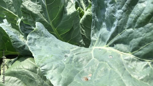 Dense Brassica plants form crisp, structured heads typical of cabbage, cauliflower, 