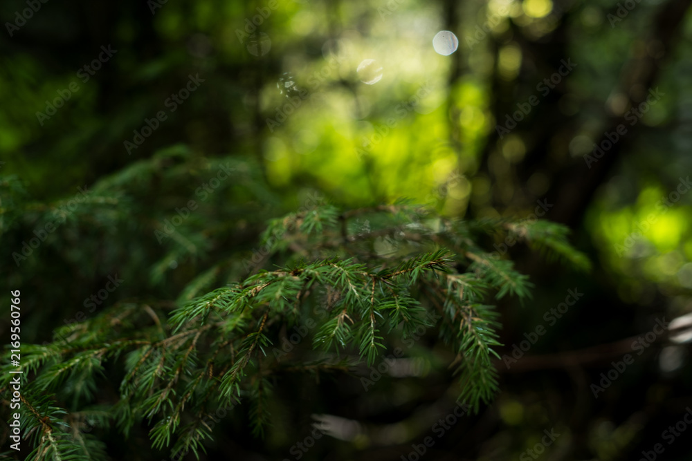 Obraz premium Green spruce branch with needles in misty forest with sunny bokeh light spots for nature concept 