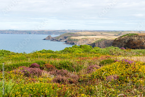 Photography View of Wild Flowers on the Pembrokeshire Coastal Path