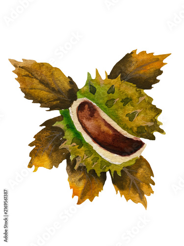 Fotografie Hand-painted watercolor illustration of a ripe chestnut arranged with autumn lea